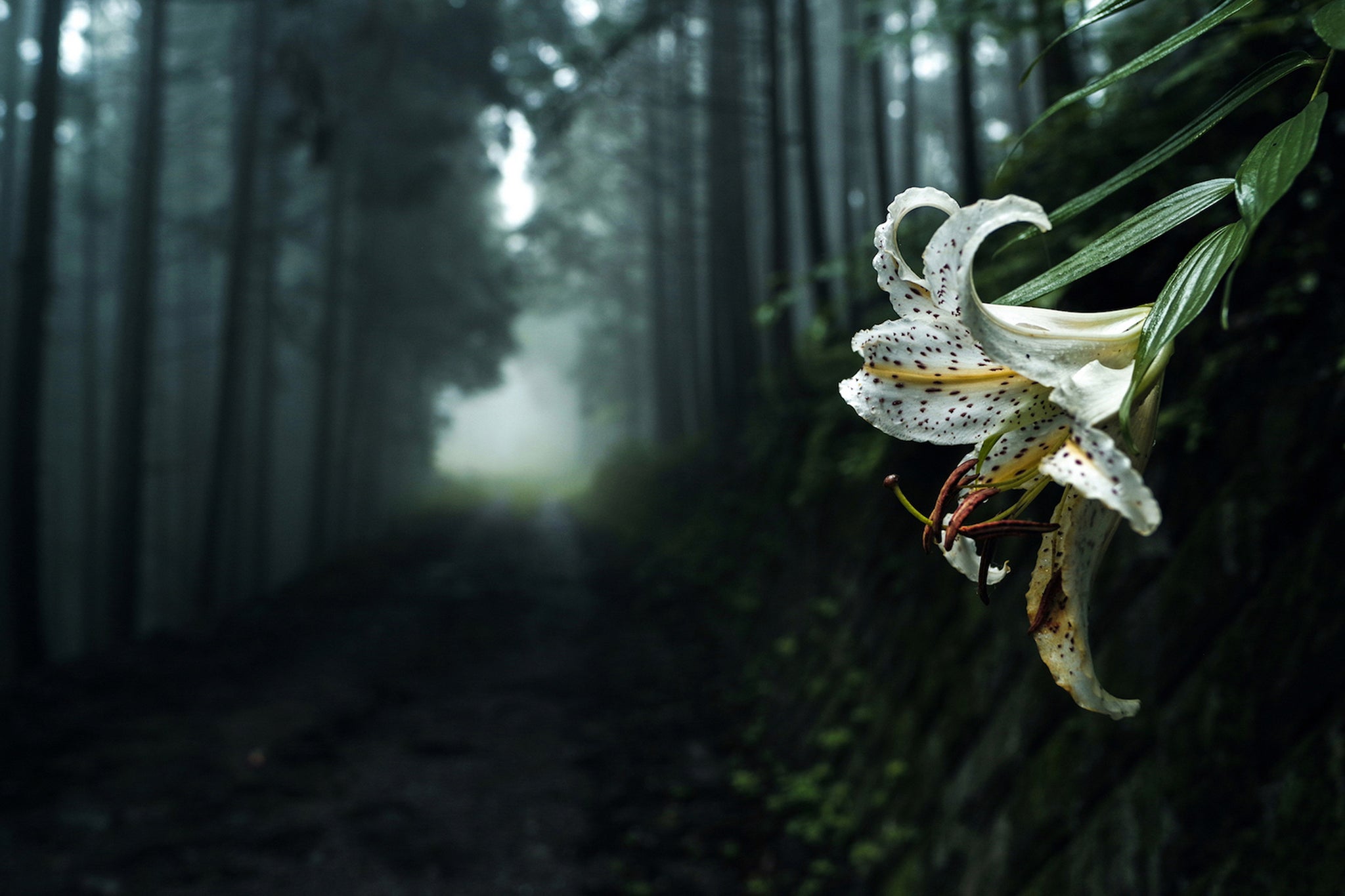 Dear Silence 静寂の森（音楽CD付） – 株式会社 エス・イー・オー