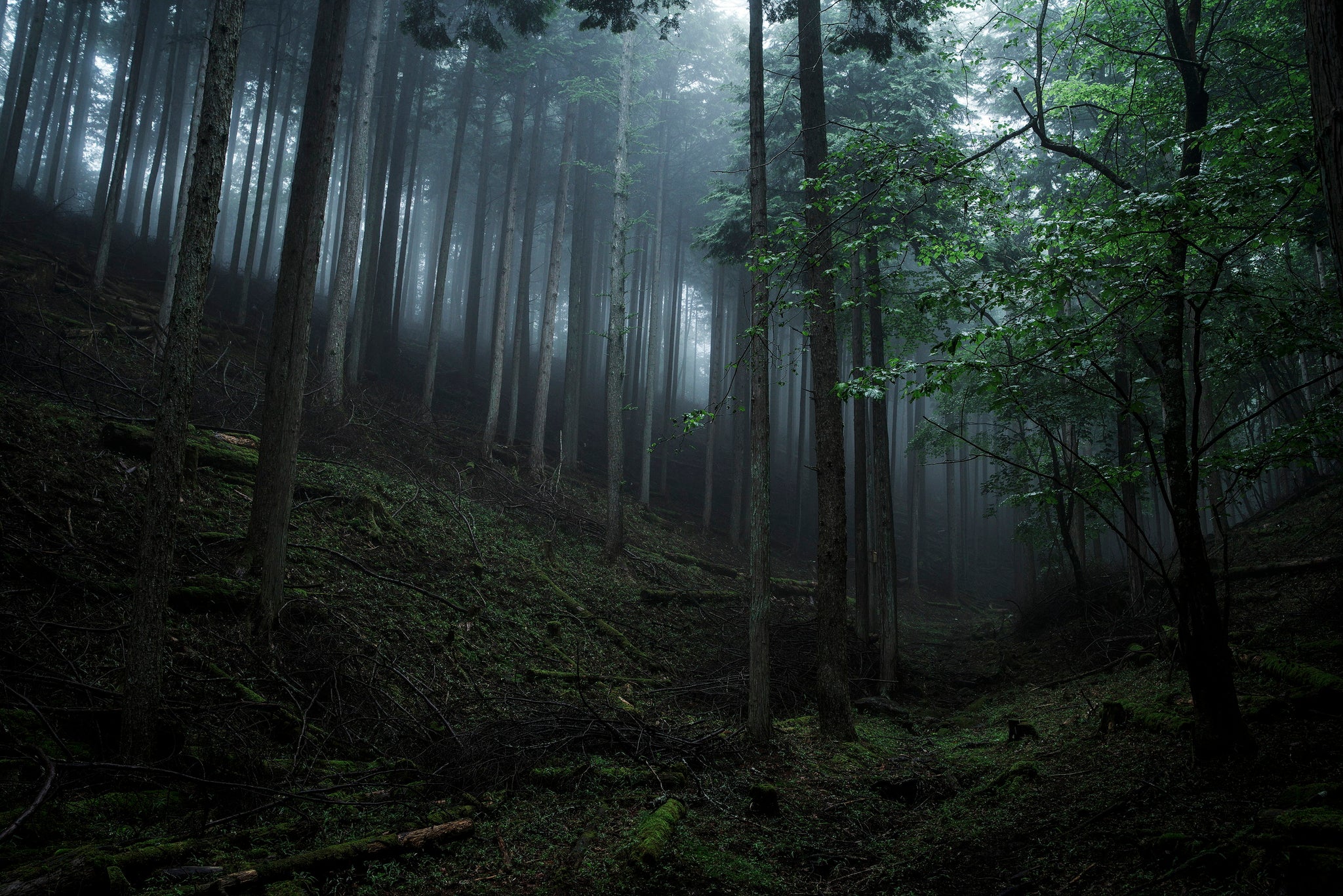 Dear Silence 静寂の森（音楽CD付） – 株式会社 エス・イー・オー